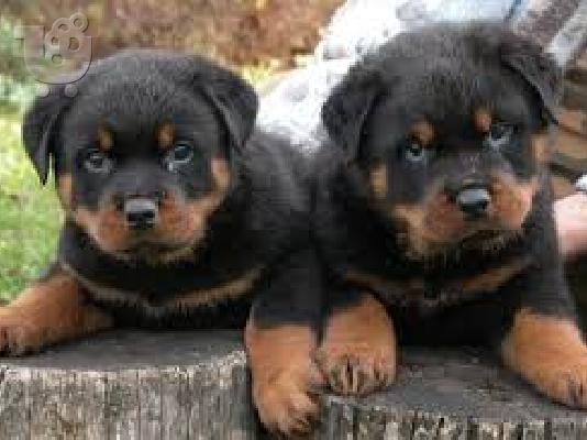 PoulaTo: rottweiler